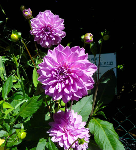 jardins de monet e flores