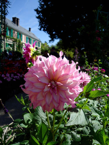 flores nos jardins de monet
