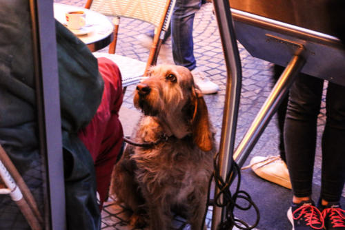 Cachorro na Rue Montorgueil